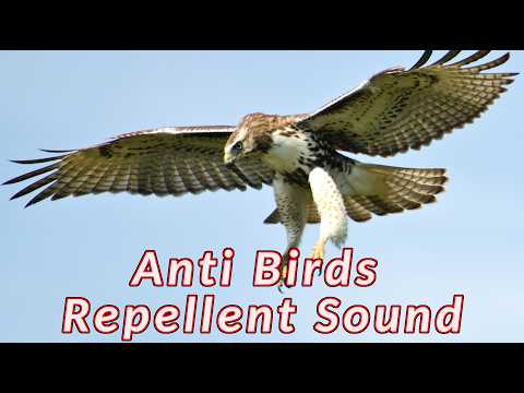 Anti Birds Repellent Sound - Hawk noises sounds to scare birds - 10 hours
