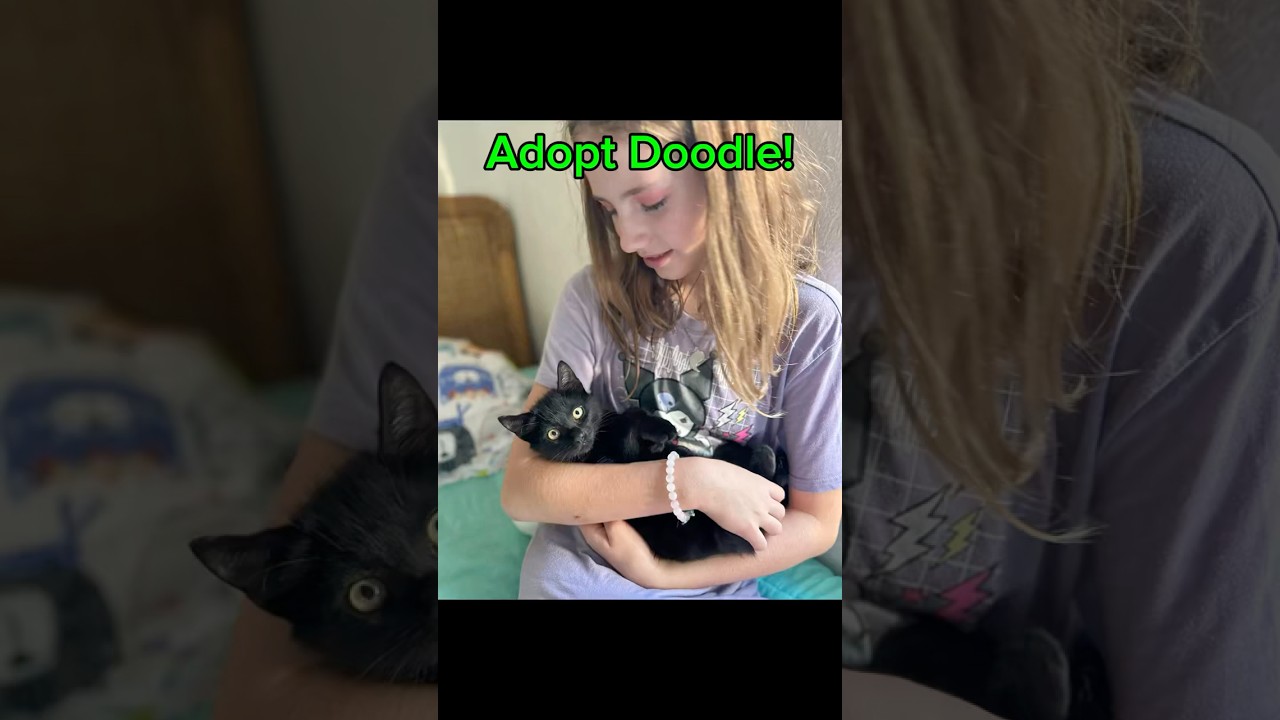 Enlarge Doodle (baby kitten)  *VIDEO* loves kids and pets , a ADOPTABLE Domestic Short Hair in Port Orange, FL video 5/5