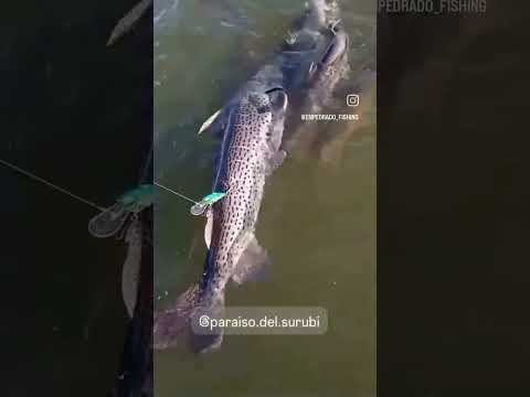 Curiosidad en Empedrado Corrientes