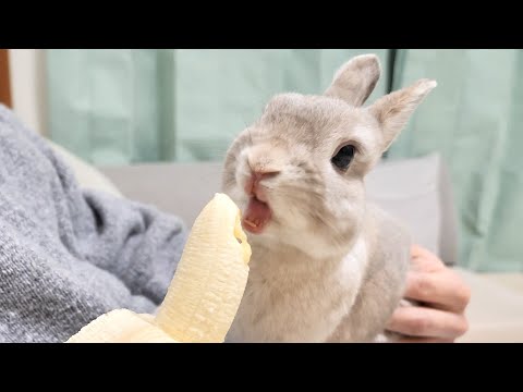 ウサギはバナナを食べてもいいのでしょうか?