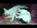Spa Kucing