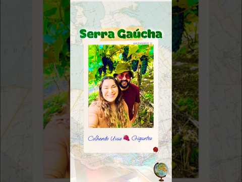 Colhendo Uvas Gigantes na Serra Gaúcha ☝️VÍDEO COMPLETO🎥