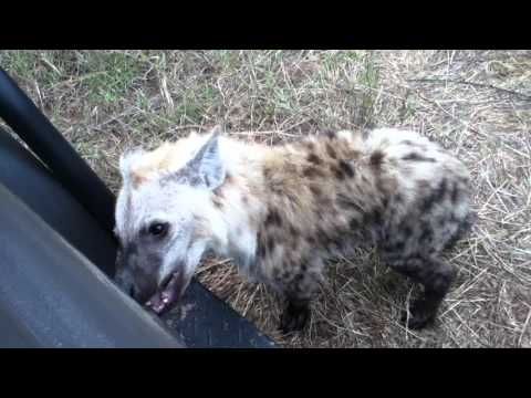 Curious hyena puppy sniffs game drive vehicle