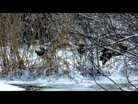 Музичне відео