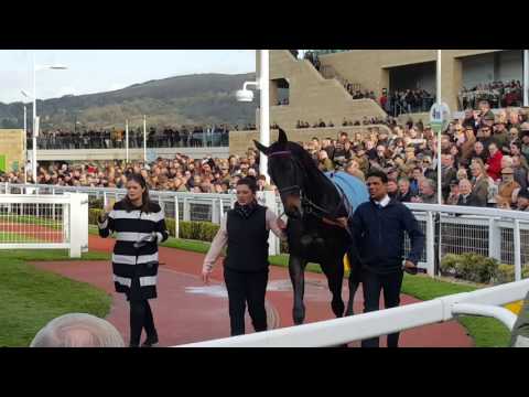 RACINGBLOGGER - SPRINTER SACRE PARADES AT CHELTENHAM 🐴