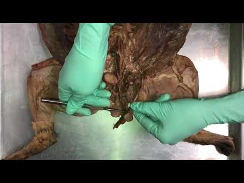 Male Cat Deep Urogenital Anatomy