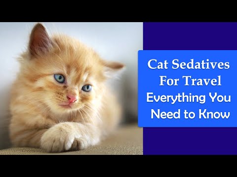 Cat Sedatives For Travel: Everything You Need to Know About