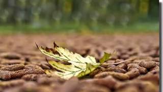 *Io da Solo* - *Pooh*