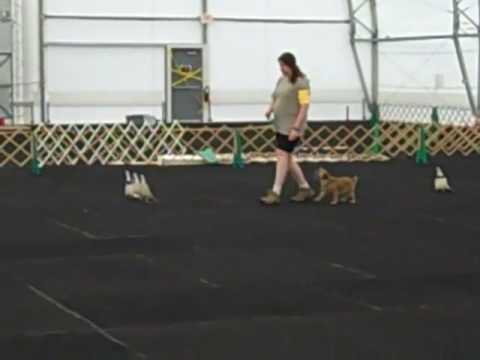 APDT Spring 2010--Briar/Kathy