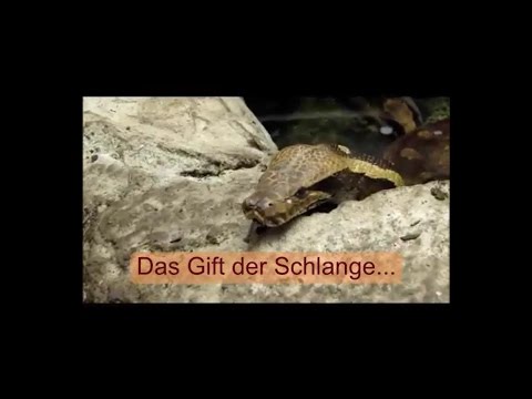 Das Gift der Schlange...