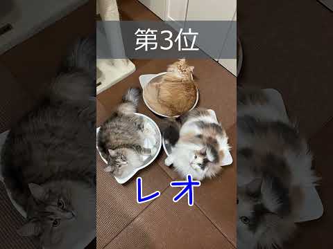 猫の神秘的な名前