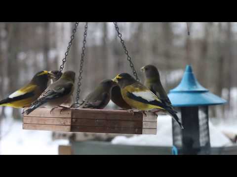 Evening Grosbeaks at the Feeder