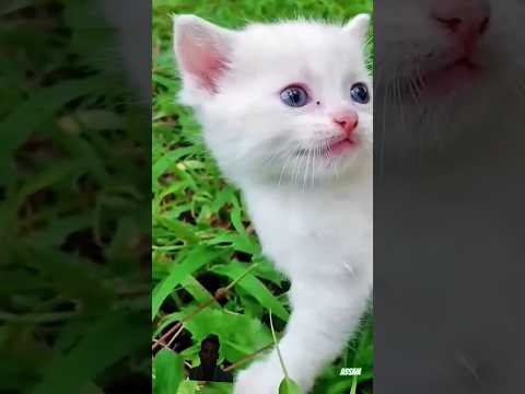 biraler dak🐈🥰|| #cat #kitten #billikisound