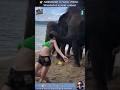 18 AMAZING Animal Clips You MUST See WILD ZOOM Animals Animalshorts Animalclips
