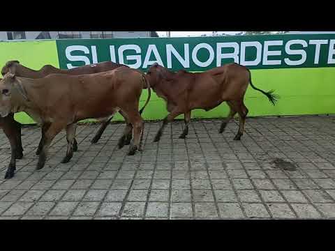 Lote 39 4HL