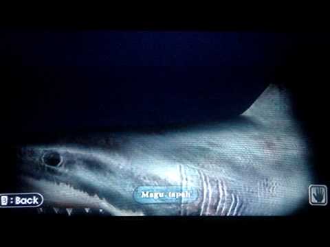 endless ocean wii 2
