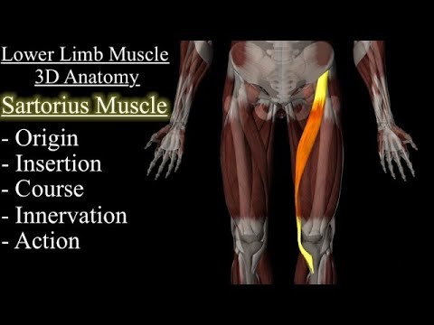 Sartorius Muscle 3D Anatomy Animation, Origin, Course, Insertion, Innervation And Action