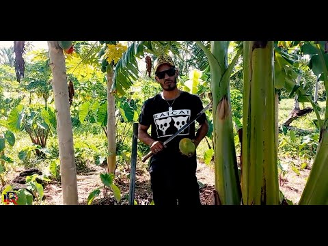 MAIMAU LE ALOFA - Jollo ft Skyabs - New Samoan Song 2023