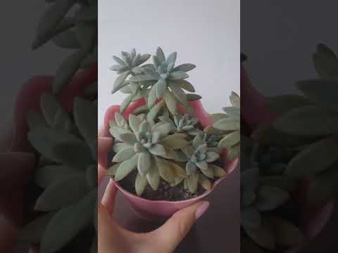 Graptosedum Francesco Baldi #Conhecendosuculentas