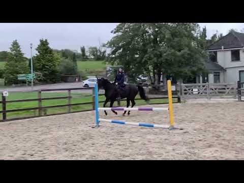 Exceptional 7 Year Old ISH Gelding - Image 2