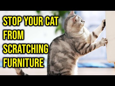How To Stop Your Cat From Scratching Furniture/All Cats