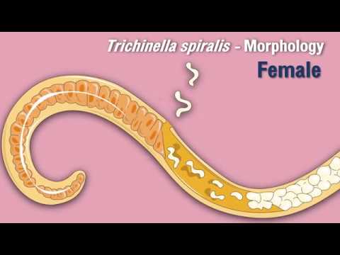 Trichinella mint kezelni a Trichomonák nyálon keresztül terjednek e