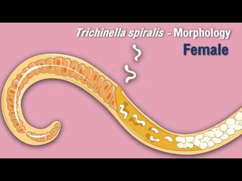 trichinella típusú férgek)