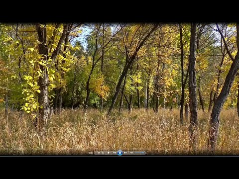 Sounds of the Russian forest | Birdsong | Relaxing sounds