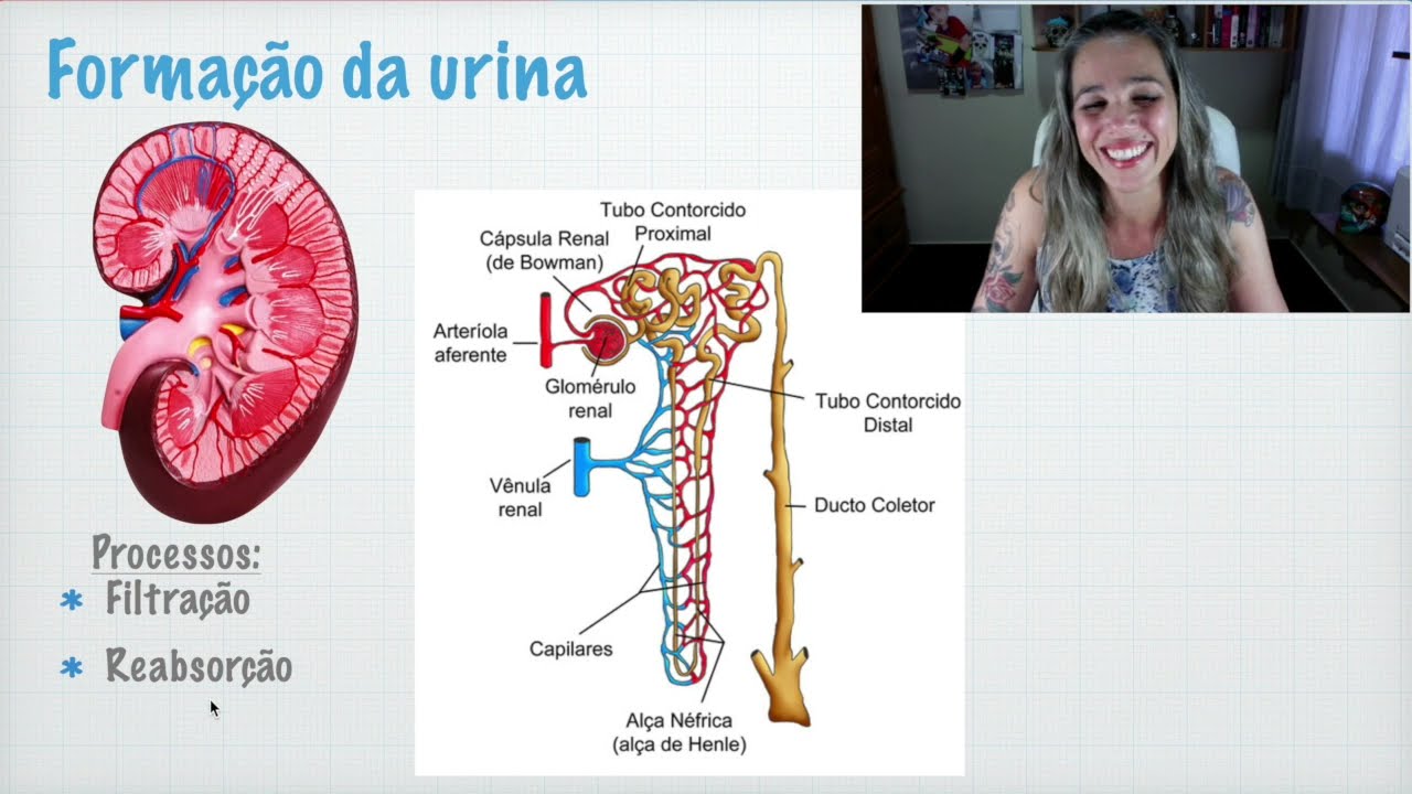 Regulação do pH pelo Sistema Renal - Parte 1