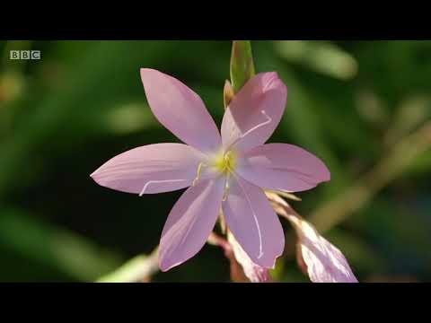 Gardeners World 2020 S53E32