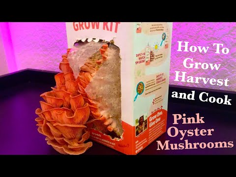 How To Grow, Harvest, and Cook Pink Oyster Mushrooms - Using the Back To The Roots Mushroom Grow Kit