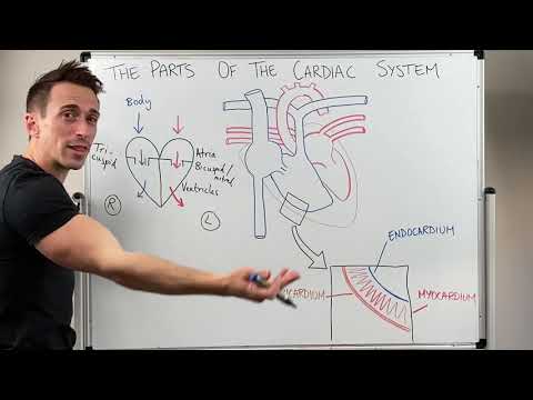 Parts of the Cardiac System (Heart Anatomy)