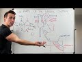 Parts Of The Cardiac System Heart Anatomy