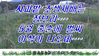 사과밭 초생재배로 청보리