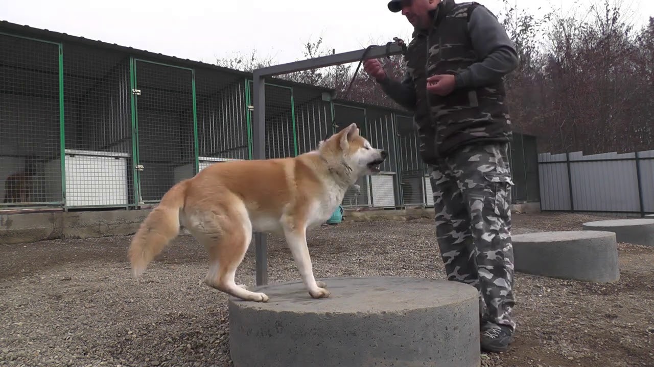 Prvi trening sa psom - Akita inu (2020)