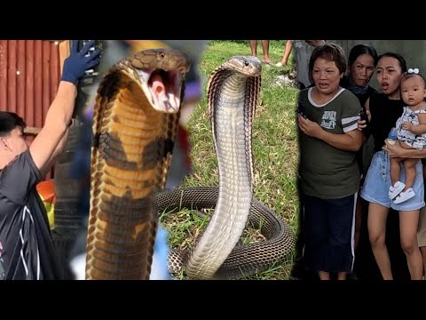 TATLO NA ANG NAPAP4T4Y  SA TUKLAW NG KING COBRA SA LOPEZ QUEZON