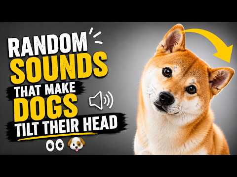 Random Sounds That Make Dogs Tilt Their Head 👀🐶
