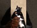 Tuxedo Cat Kicks Her Kickeroo Cat Tuxedo