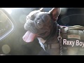 Rexyboy The Frenchie Starbucks Puppacino