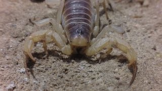 Ribcage: Creepy Crawlies