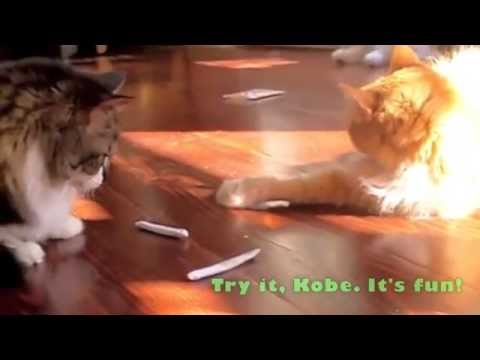 M Shares a Catnip Joint, at StarkRavingCat.com Videos