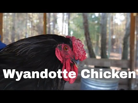 , title : 'Chicken Breed Analysis: Wyandotte'