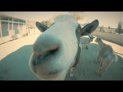 TO THE GRAVE  - "Sawed Off"