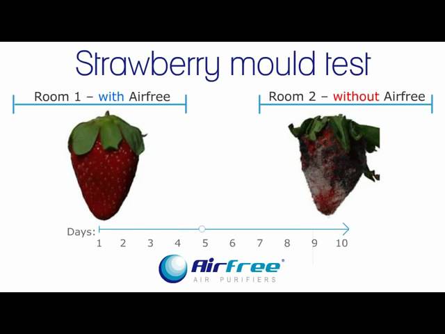 Video Teaser für Airfree Air Purifier Strawberry Mold Test