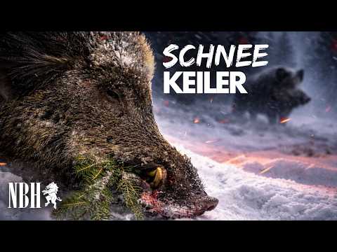 Things are getting completely out of hand! Two wild boars in a winter storm… ❄️ Out and about wit...