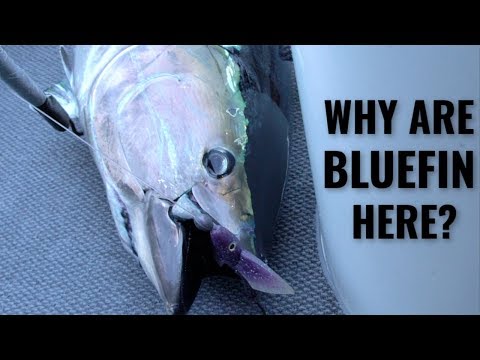 Bluefin in Southern California? | Captain Dave EXPLAINS