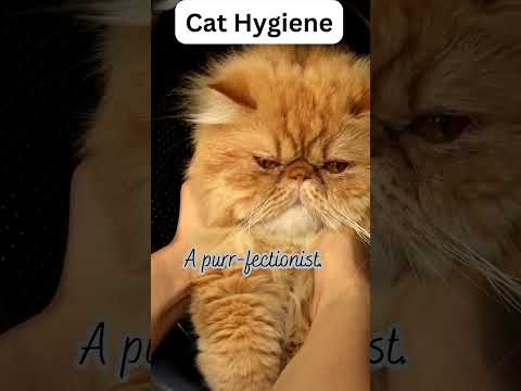 Meow-velously Funny Cat Jokes That Will Make You Purr With Laughte 25