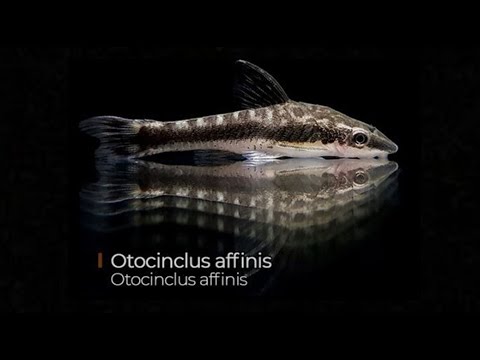 Otocinclus, history and breeding