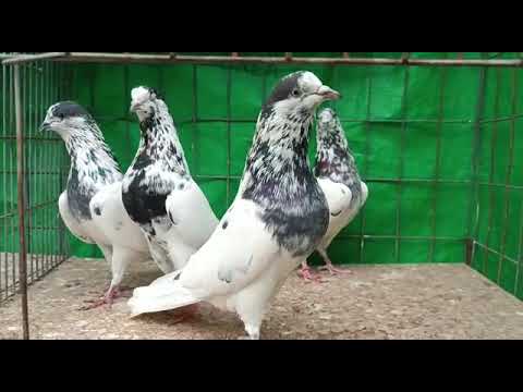 RomiZ +8801766997760