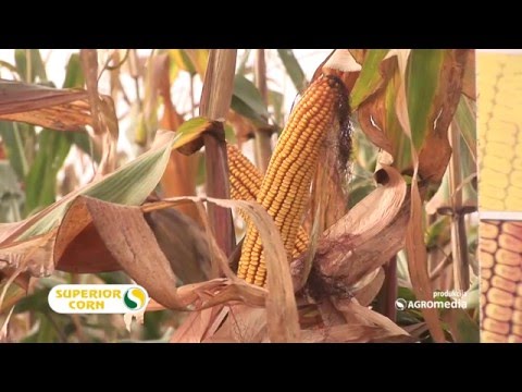 Predstavljamo vam karakteristike hibrida kukuruza Bećar_441_27.02.2016.